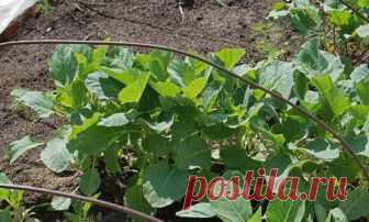 Посев капусты под зиму - авантюра или эффективный метод?