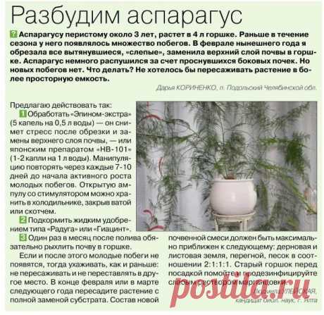 зонтичный аспарагус купить: 1 тыс изображений найдено в Яндекс Картинках