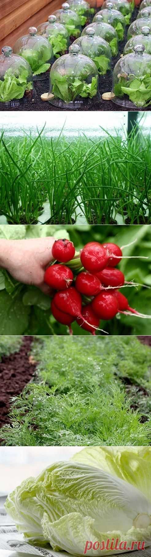Ранняя зелень из собственной теплицы