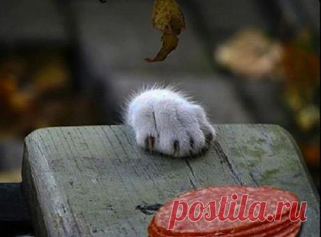 &quot;Вперёд, наверх, а там...!&quot;