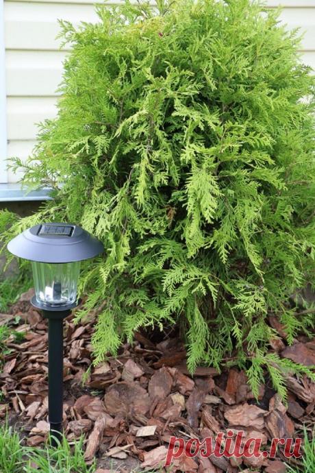 Как я готовлю свои туи к успешной зимовке: 5 важных процедур
Тую необходимо начинать подготавливать к зимнему сезону в начале осени. Важно выполнить 5 базовых мероприятий, которые позволят растению на следующий сезон полностью сохранить свою великолепную декоративность. Очень люблю туи на участке Очень люблю туи на участке 1. Обрезка Осенняя обрезка проводится с целью удаления сломанных,...
Читай дальше на сайте. Жми подробнее ➡