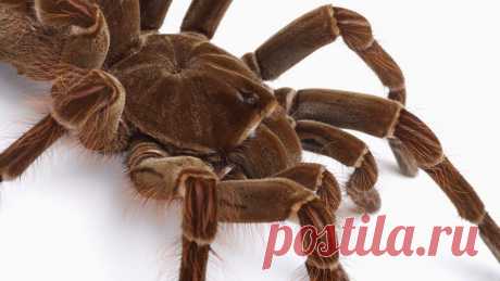 Птицеед-голиаф - самый большой в мире паук