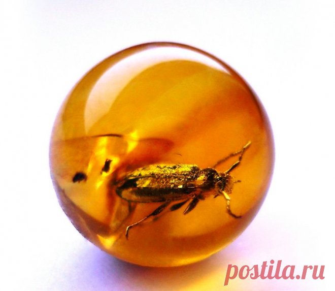 Доисторические насекомые в янтаре (39 фото)