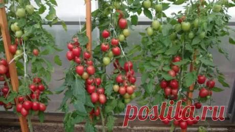 Сажаю томаты по новой методике от профи. 3 лёгких правила помогут увеличить урожай в теплице на 50%. «Глазам не верю!» — тихо сказал я, когда увидел урожай после перехода на новую схему посадки томатов. Раньше каждый сезон приходилось бороться с болезнями, а результат был довольно скромным. Теперь...