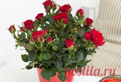 Розы на подоконнике - правильная посадка и уход