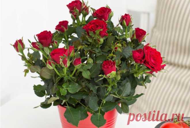 Розы на подоконнике - правильная посадка и уход