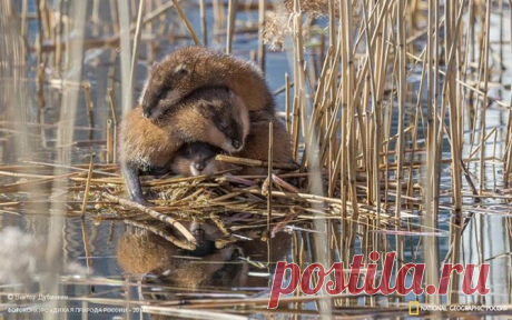 Лучшие фотографии дикой природы России