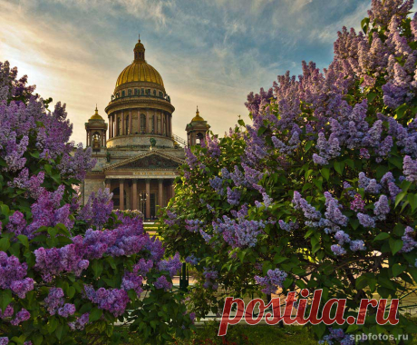 Сирень цветет. Фото Петербурга. Фото Санкт-Петербурга