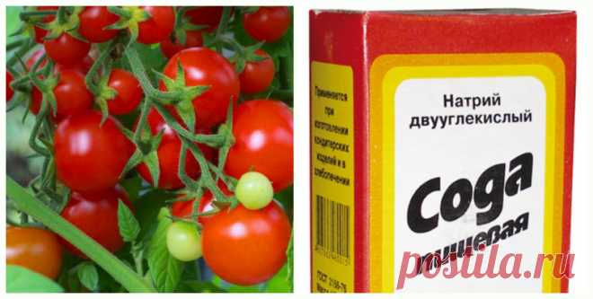 Подкормки томатов поваренной солью