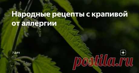 Народные рецепты с крапивой от аллергии Статья автора «7 дач» в Дзене ✍: Аллергия — проблема, знакомая многим. И к сожалению, наступает время ее сезонных обострений, а значит, надо быть во всеоружии.
