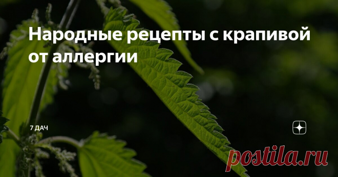 Народные рецепты с крапивой от аллергии Статья автора «7 дач» в Дзене ✍: Аллергия — проблема, знакомая многим. И к сожалению, наступает время ее сезонных обострений, а значит, надо быть во всеоружии.