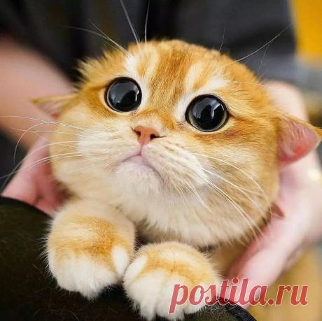 17 артистичных питомцев, которые строят такие мордахи, что Ди Каприо ещё долго ждать свой второй Оскар 17 и таких же.