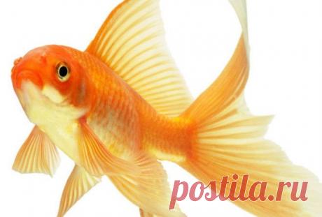 Тест: когда золотая рыбка исполнит вашу мечту У каждого человека есть свои мечты и желания. Все мы тем или иным образом стремимся, чтобы все они осуществились.
 

У каждого человека есть свои мечты и желания. Все мы тем или иным образом стремимся…