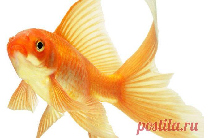 Тест: когда золотая рыбка исполнит вашу мечту У каждого человека есть свои мечты и желания. Все мы тем или иным образом стремимся, чтобы все они осуществились.
 

У каждого человека есть свои мечты и желания. Все мы тем или иным образом стремимся…