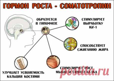 Замедление старения. Гормон Соматотропин Уровень соматотропина оценивают по анализу крови. Существуют естественные способы усилить производство соматотропина в организме. Для этого нужно высыпаться, интенсивно заниматься физкультурой, потреблять достаточное количество белковой пищи, есть меньше сахара и углеводов с высоким гликемическим индексом.