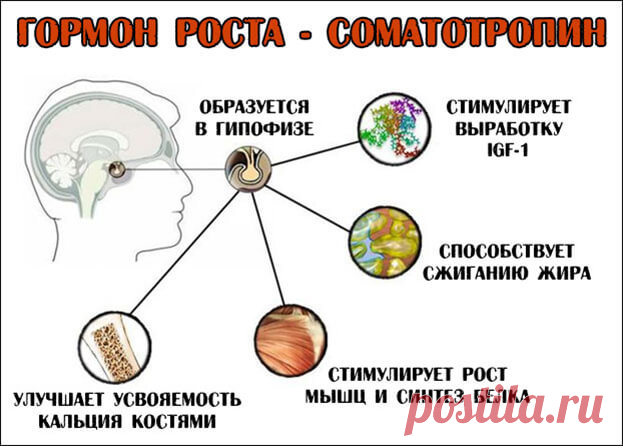 Замедление старения. Гормон Соматотропин Уровень соматотропина оценивают по анализу крови. Существуют естественные способы усилить производство соматотропина в организме. Для этого нужно высыпаться, интенсивно заниматься физкультурой, потреблять достаточное количество белковой пищи, есть меньше сахара и углеводов с высоким гликемическим индексом.
