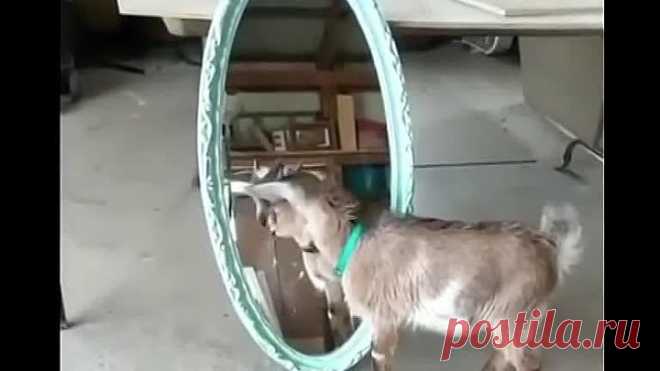 Ой, какая же я красивая! До чего же хороша!