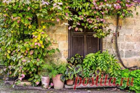 Актинидия (50 фото): популярные сорта, правила посадки и ухода - HappyModern.RU