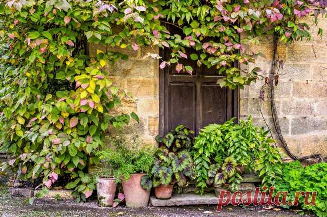 Актинидия (50 фото): популярные сорта, правила посадки и ухода - HappyModern.RU