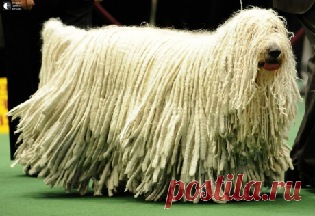 Комондор - собака с дредами