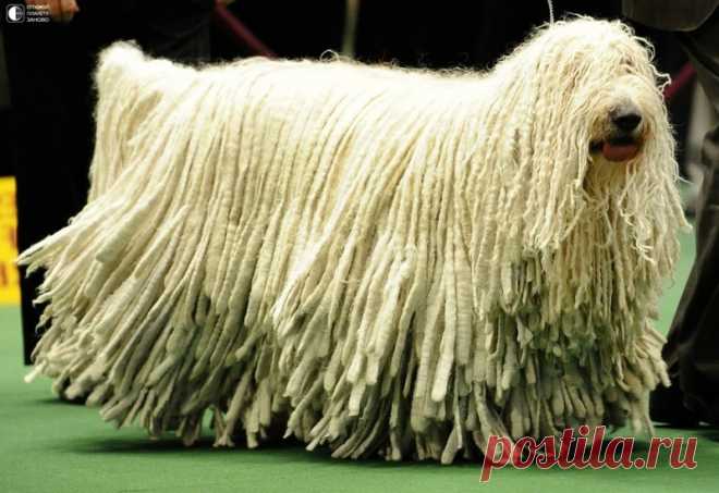 Комондор - собака с дредами