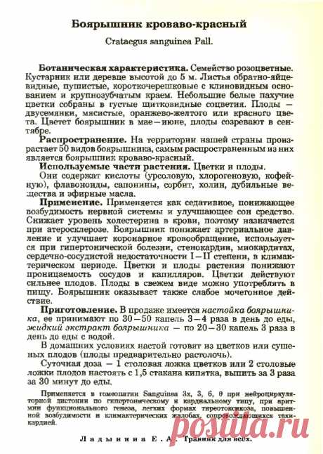 Боярышник кроваво-красный