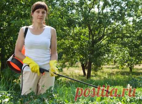 Растения-репелленты: что посадить, чтобы отогнать надоедливых насекомых на Supersadovnik.ru