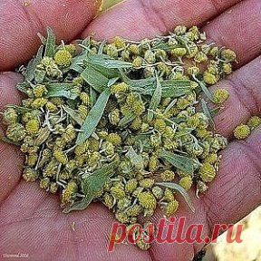 Одноклассники. Очистимся от паразитов с помощью полыни.
