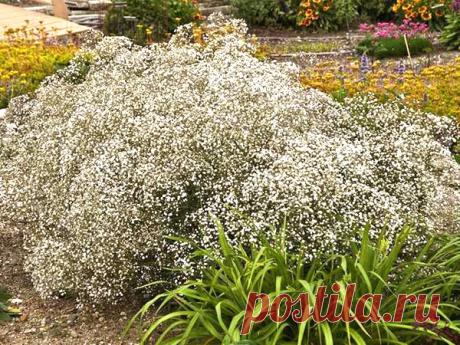 Выращиваем в своем саду гипсофилу