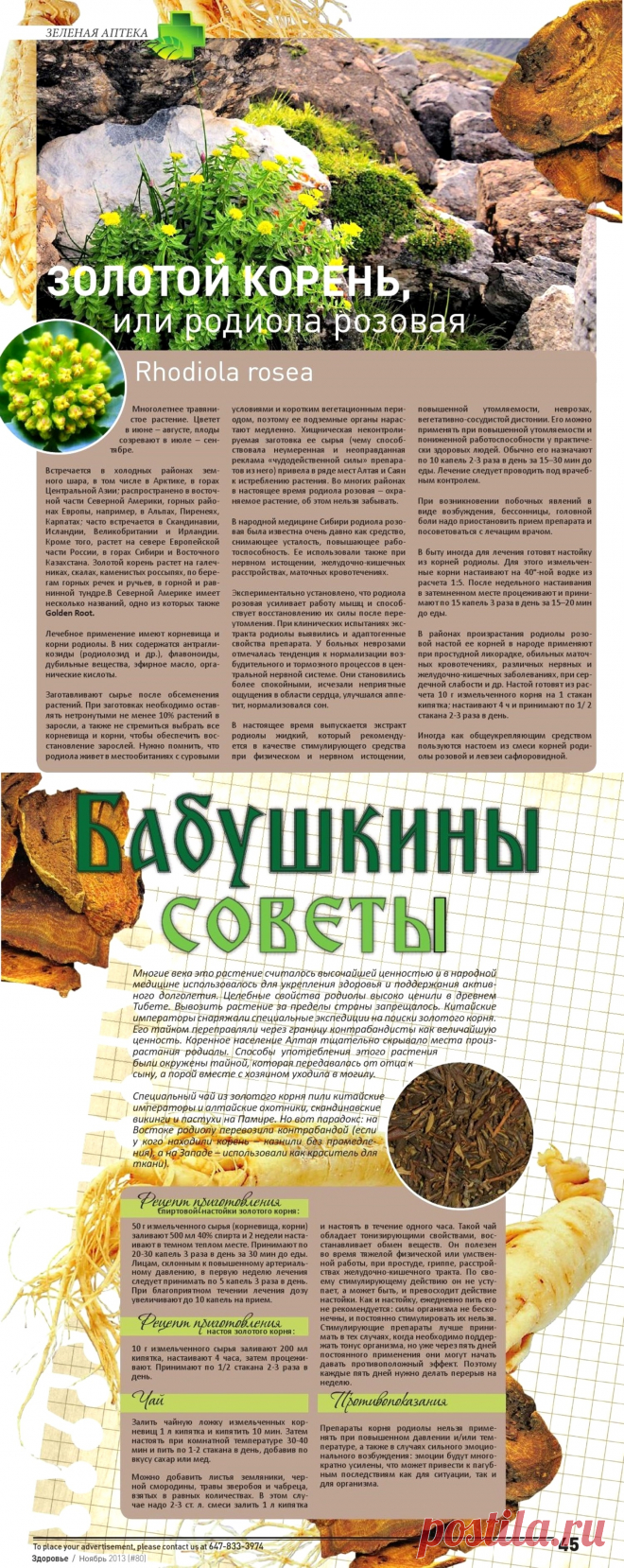 Родиола розовая или золотой корень