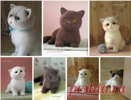 Котята Алёны Плехановой