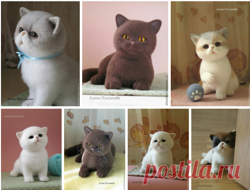 Котята Алёны Плехановой