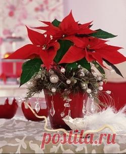 Пуансеттия-