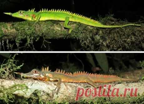 И всё-таки они существуют: как выглядят ящерицы, которых видели всего один раз за всю историю