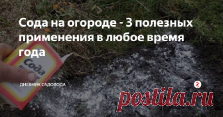 Сода на огороде - 3 полезных применения в любое время года Сода - универсальное средство на огороде, которые приносит огромную пользу, но самое удивительное что стоит она относительно недорого и купить её можно в любом продуктовом магазине.
Сейчас я расскажу вам, о том где я применяю соду осенью на огороде, самые лучшие рецепты, о которых не многие догадываются.
Избавит почву от кислотности
Соду я иногда засыпаю напрямую или готовлю раствор.