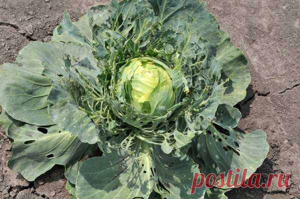Вредители капусты | Блоги о даче и огороде, рецептах, красоте и правильном питании, рыбалке, ремонте и интерьере