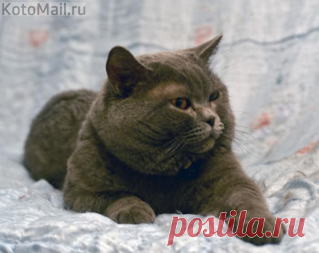 Сиеста | KotoMail.ru