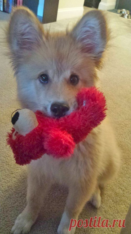 Очаровательные помеси корги с другими породами