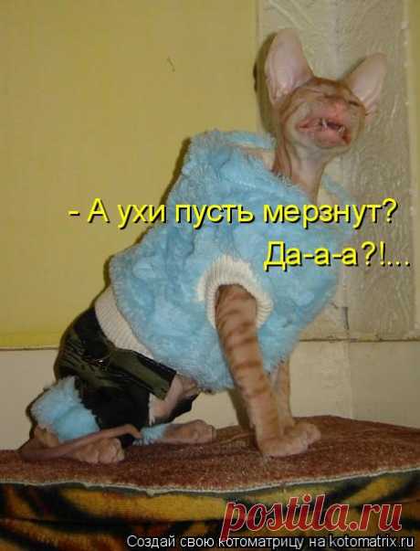 Котоматрица: Круть