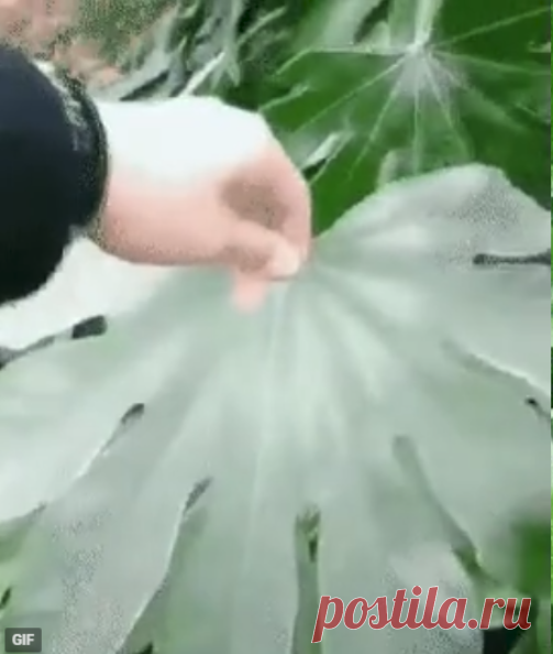 Корка льда