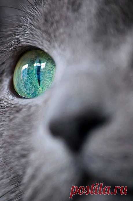 beautiful cat eye !