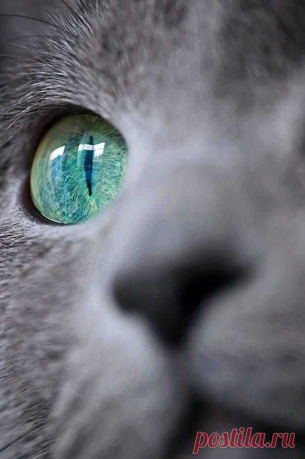 beautiful cat eye !
