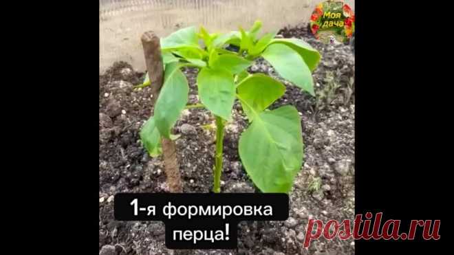 ПРОВОДИМ ПЕРВУЮ
ФОРМИРОВКУ ПЕРЦА!🫑

Я обычно собираю около 12-15 перцев с одного куста. На своем опыте могу сказать, что важно формировать кусты перца, чтобы они могли получить достаточно света и воздуха, а также питания.

Когда формирую куст, удаляю все листья и пасынки до первой развилки и коронные цветы. Также удаляю все пасынки, которые растут внутрь, и листья, которые затеняют плоды.

Это начальная формировка, от которой я отталкиваюсь для формирования будущих развил...