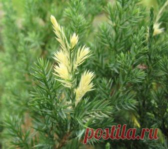 Как определить устойчивость растений - Садоводка