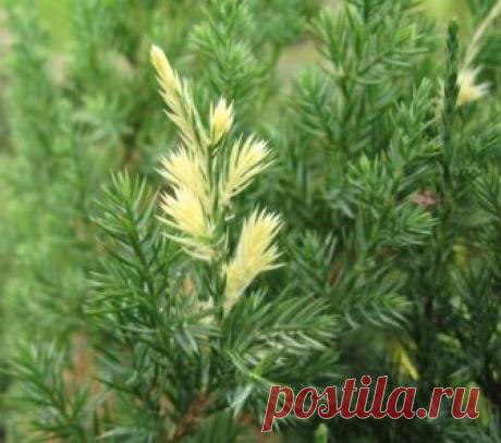 Как определить устойчивость растений - Садоводка