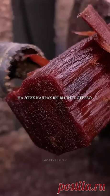 Самое ценное дерево в мире.