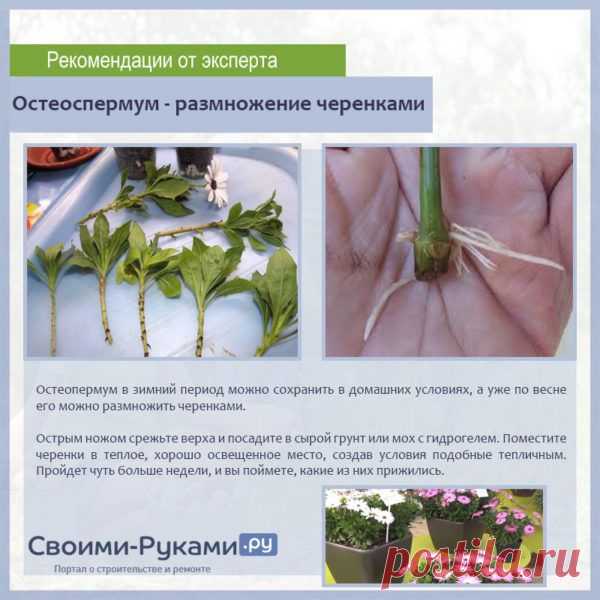 Остеоспермум – выращивание из семян в домашних условиях пошагово