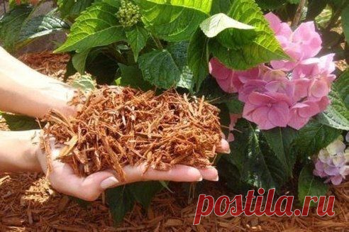 5 "ЗА" в ползу мульчирования - Садоводка
