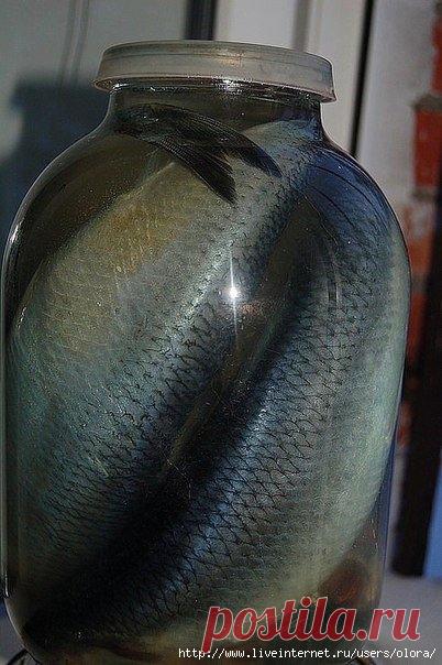 Сельдь или Скумбрия собственного посола.