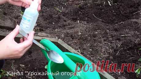Ложка этого всем доступного средства и вы забудете про муравьев и медведку